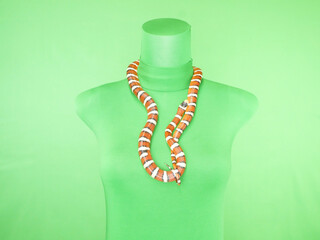 ネックレスのようなミルクスネーク