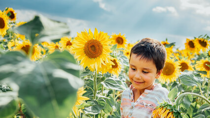 Adorable little kid boy on summer sunflower field outdoor. Happy child sniffing sunflower flower on green field. Ukraine agriculture