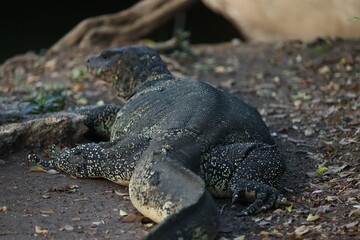 Water Monitor