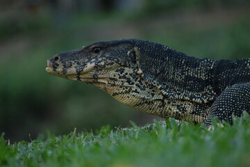 Water Monitor