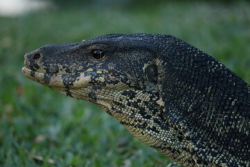 Water Monitor