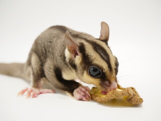 キウイを舐めるフクロモモンガ