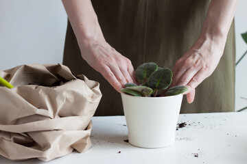 Transplanting domestic plants into flower pots.