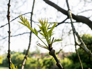 branches of a tree with leaves