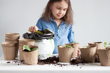 Transplanting seedlings into peat pots.