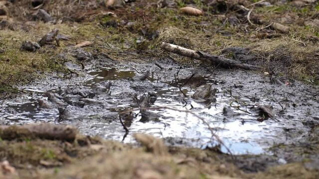 Flock of frogs breeds in mud puddle, reproduction of amphibians, static