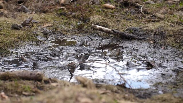 Group of frogs in mud pond on mating season, slow motion