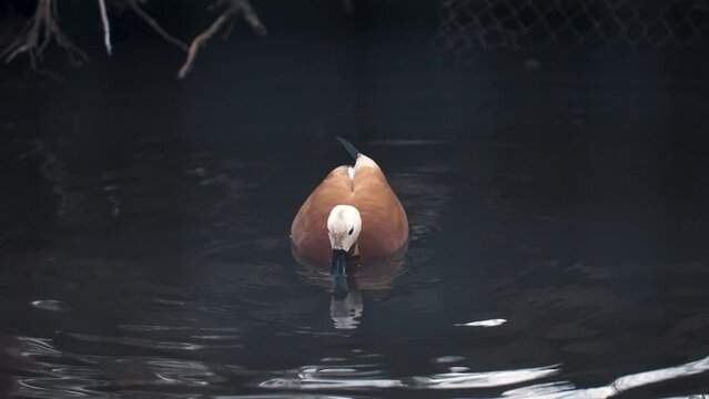 Ruddy shelduck diving its head in water searching for food, slow motion