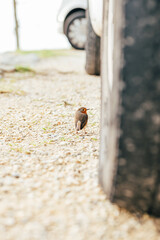 robin looking for food near a car