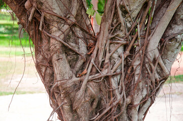 The tree has its own roots.