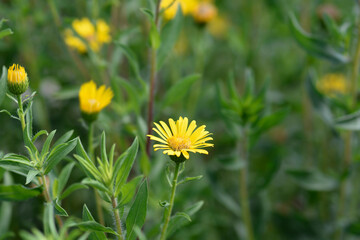 Lemonyellow false goldenaster