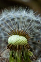 Obraz premium White dandelion flower stem, round ball of flying seeds, Close up shot, shallow depth of field, no people