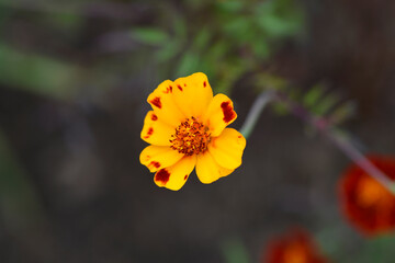 French marigold
