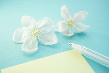 Two white blooming flowers, pen and blank paper on lovely blue table.