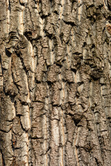 Candadian poplar