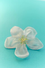 Floral art card. Beautiful white fresh flower of apple tree on lovely blue.