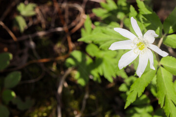Fototapeta premium Wood anemones, also called sylvie anemones, in bloom in spring. Spring background