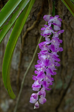 Closeup view of colorful cluster of purple pink and white flowers of tropical epiphytic orchid species aerides multiflora aka multi-flowered aerides blooming in spring on tree in garden
