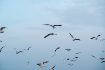 Seagulls flying in cloudy sky