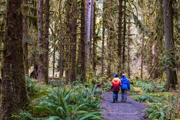 Obraz premium a pair of hikers hiking in the moss covered trees in lush rain forest in the northwest pacific in the Hoh rain forest in Olympic national park in Washington state.
