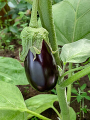 Ripe purple eggplant growing in a greenhouse. Concept of agriculture.
