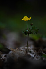 A yellow anemone is blooming in its natural environment, Moscow, Russia
