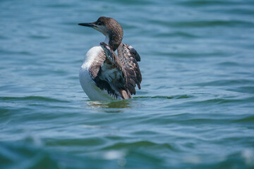 Flapping its wings in the sea Black-throated Loon (Gavia arctica)