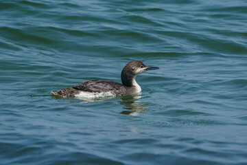 Black-throated Loon (Gavia arctica) floating in the sea