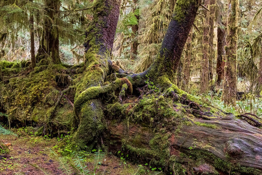 moss covered nurse logs in the Hoh rainforest in Olympic National park