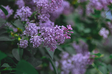 Spring branch of blooming lilac. Beautiful lilac flowers with selective focus. Blooming lilac. Purple lilac flower with blurred green leaves. A beautiful bunch of lilac