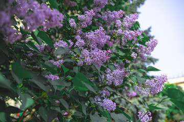 Spring branch of blooming lilac. Beautiful lilac flowers with selective focus. Blooming lilac. Purple lilac flower with blurred green leaves. A beautiful bunch of lilac