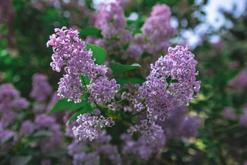 Spring branch of blooming lilac. Beautiful lilac flowers with selective focus. Blooming lilac. Purple lilac flower with blurred green leaves. A beautiful bunch of lilac