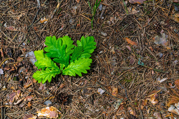 Oak leaves on the background of dry pine needles