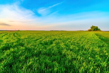 Green meadow grass field under blue evening sky with light clouds