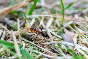 A forest ant carries its prey along the needles from a pine tree