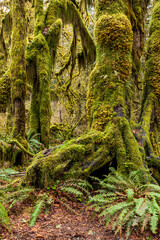 moss covered trees in lush rain forest in the northwest pacific in the Hoh rain forest in Olympic national park in Washington state.
