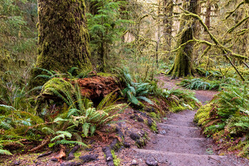 moss covered trees in lush rain forest in the northwest pacific in the Hoh rain forest in Olympic national park in Washington state.