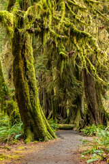 moss covered trees in lush rain forest in the northwest pacific in the Hoh rain forest in Olympic national park in Washington state.