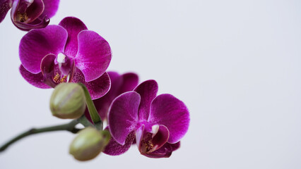 Fototapeta na wymiar Close-up branch of a dark purple blooming orchid on a white background.Phalaenopsis home flowers,garden.Concept for a beautiful banner,card,gift.Copy space,place for text.Selective focus