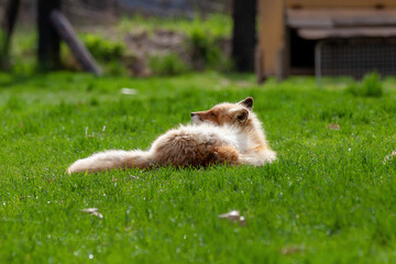 キタキツネ(Erisha_Photo)