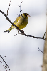 European Greenfinch