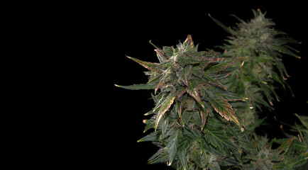 Blooming cannabis bud with glandular trichomes and brown stigmas. Fresh CBD marijuana plant...