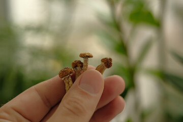 Psilocybin mushrooms in man's hand, macro view. Psychedelic magic trip. Dry edible mushrooms Golden Teacher. Medical usage. Micro dosing concept.