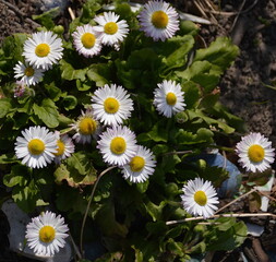Fototapeta premium white and yellow daisyBellis perennis flowers on a sunny spring day
