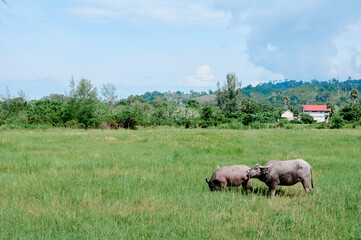 Naklejka premium Big black bull at green grass plantation.