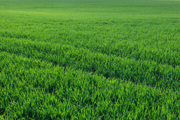 Fresh, juicy and green grassy field in spring. Beautiful background, meadow. Copy space.