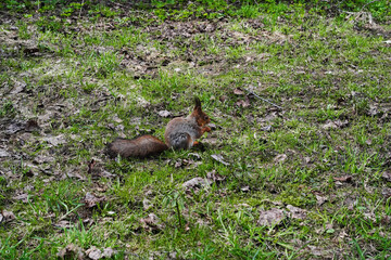 Gray and red squirrel feeds sitting on the ground among young grass during molting.