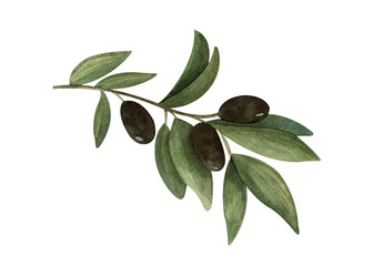 Watercolor illustration of an olive branch with black olives. High quality picture on a white background