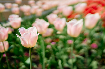 White pink tulips in the park. Spring landscape.
