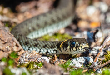 Grass snake